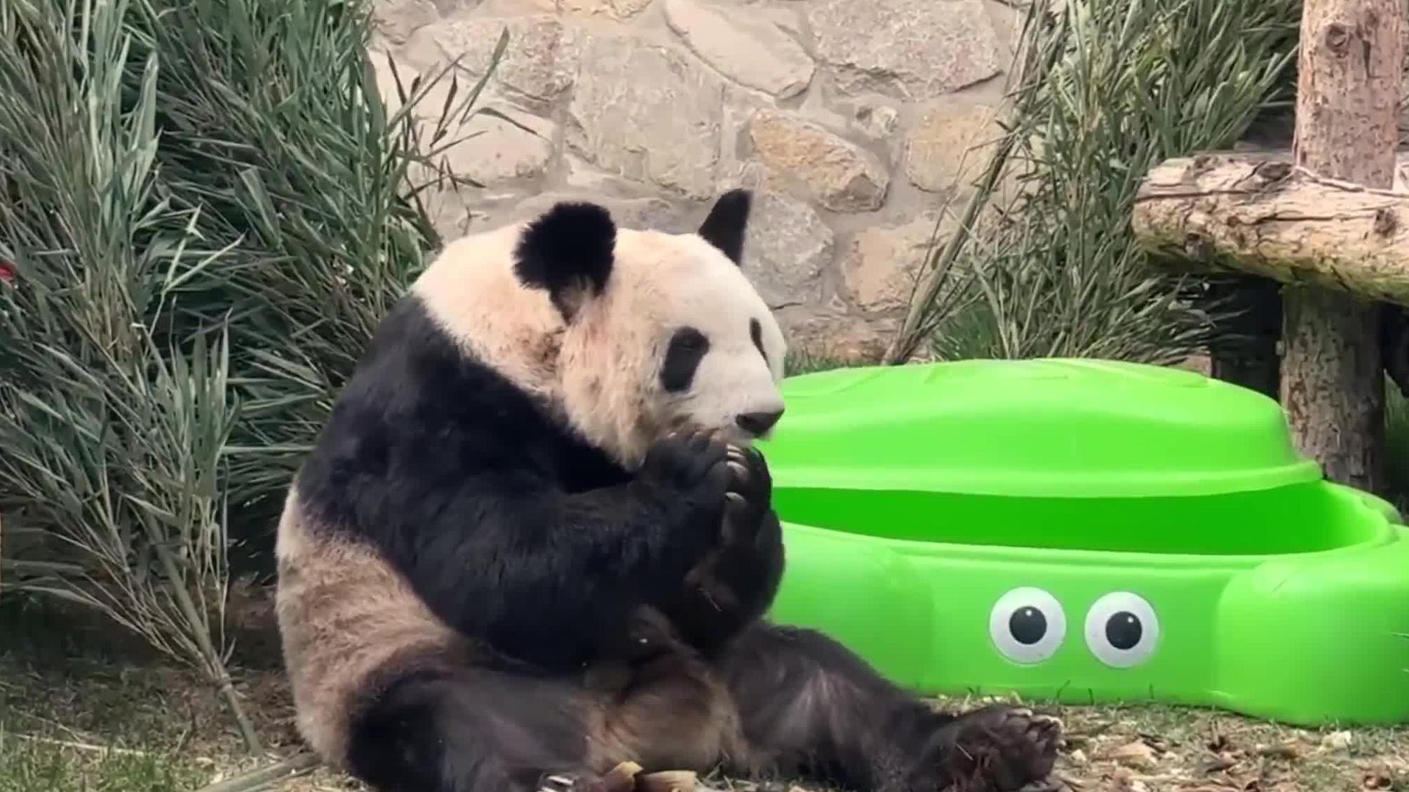 可爱！丫丫吃饱喝足吐舌头