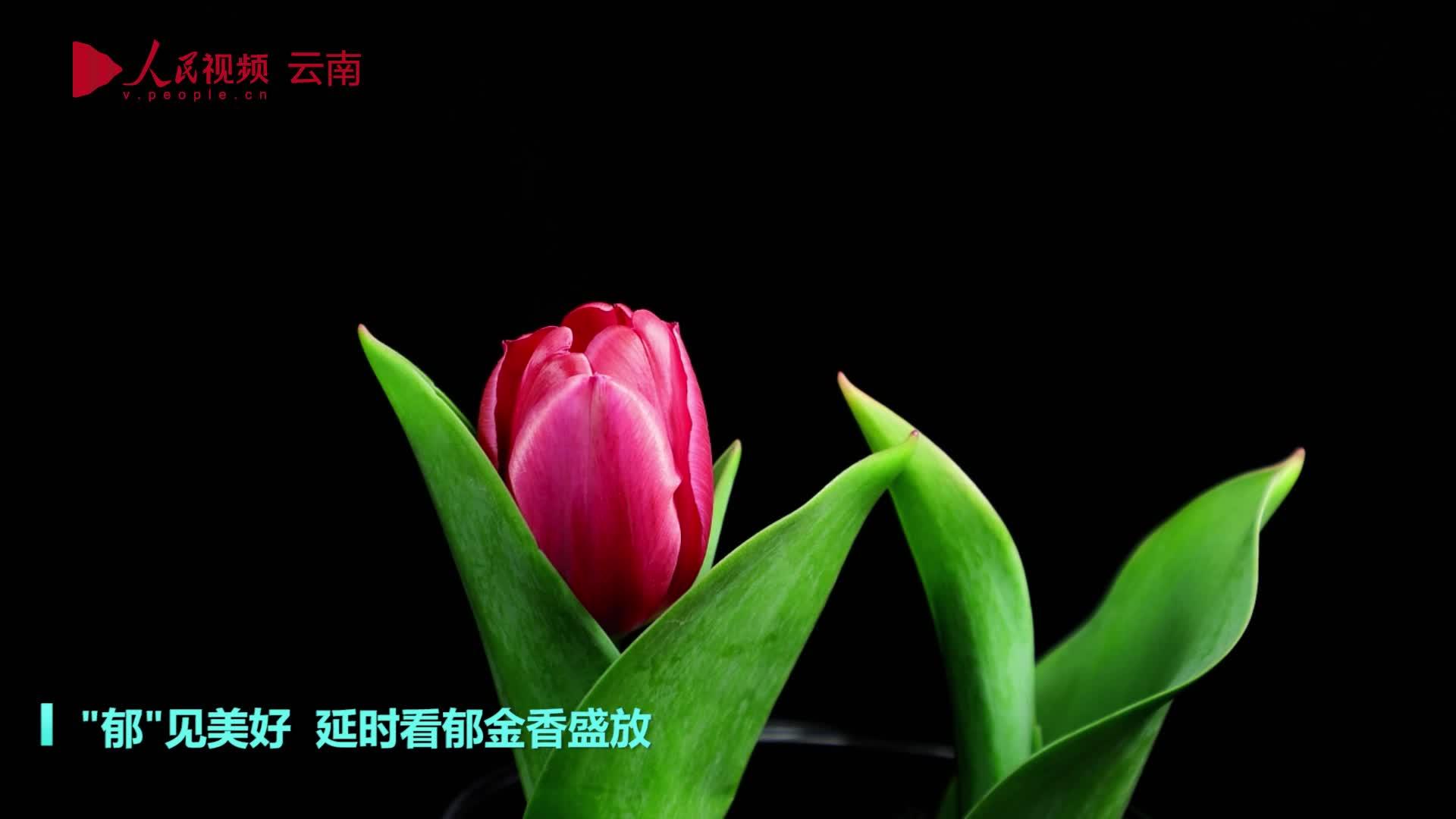 见者好运！延时看郁金香盛放美出油画质感