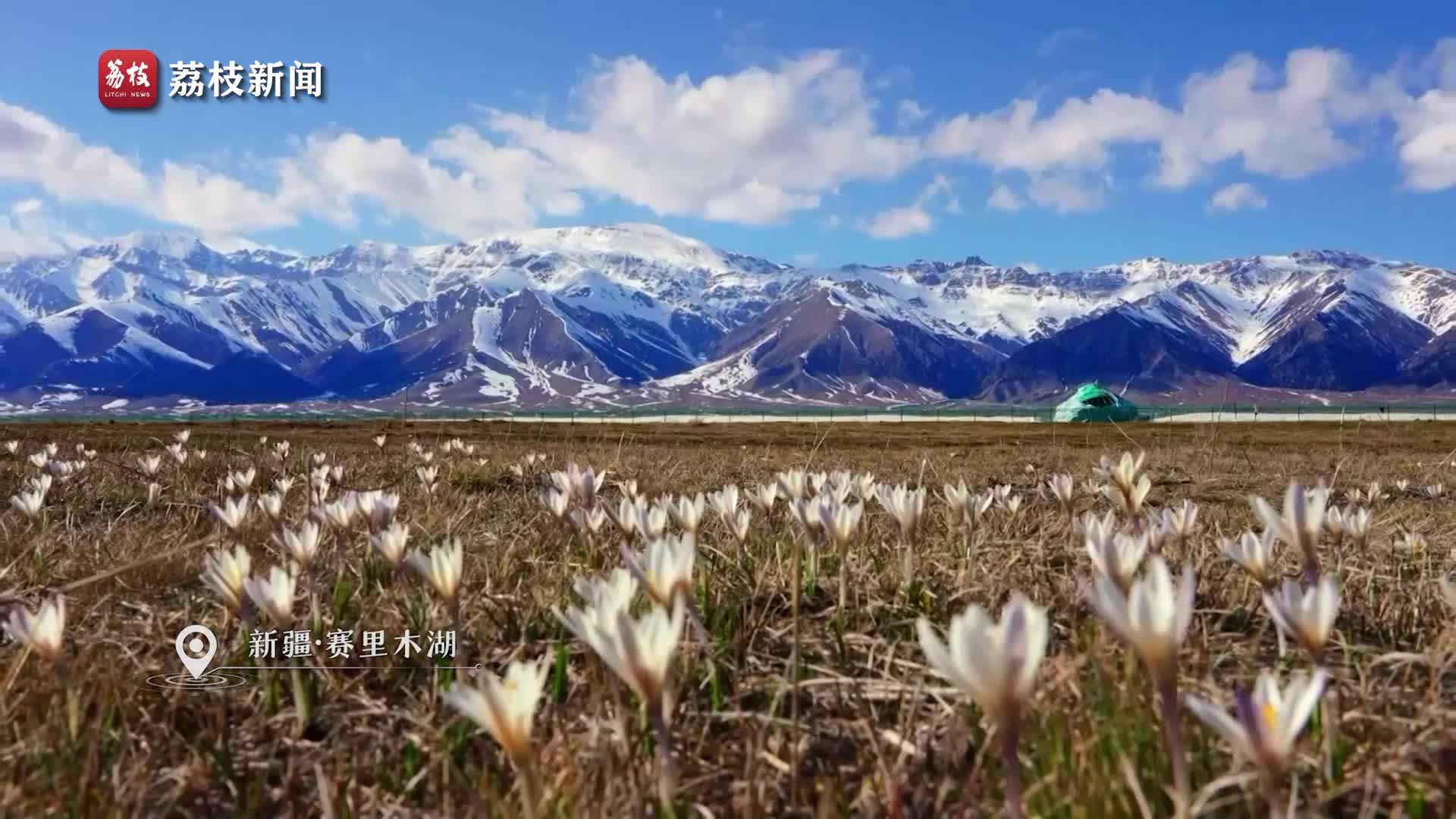 新疆赛里木湖畔的野百合破冰绽放