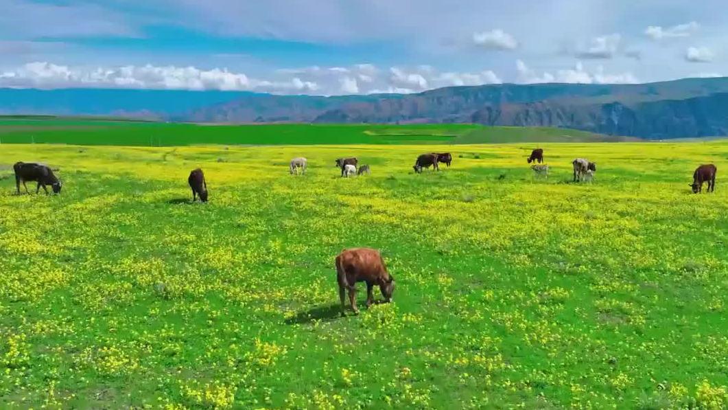 五月的新疆大草原美如画卷