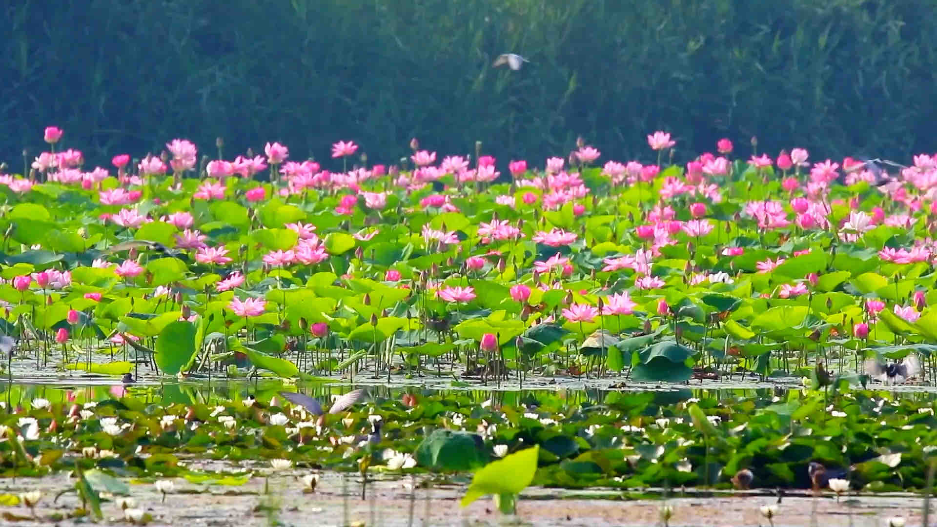 山东济宁：夏日荷花开 生态画卷美