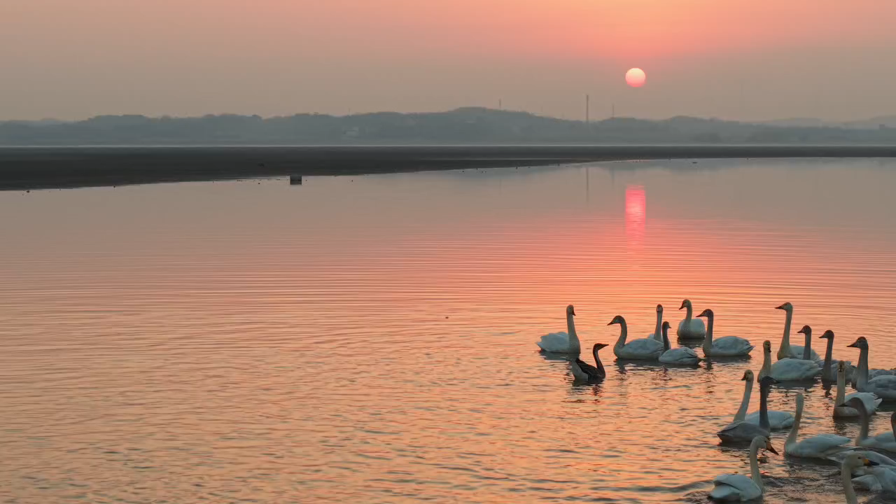 夕阳下，候鸟与晚霞共舞