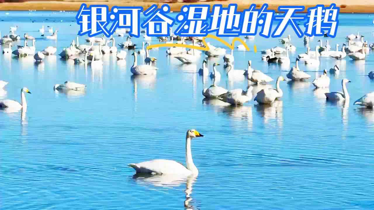 松山区银河谷湿地的天鹅