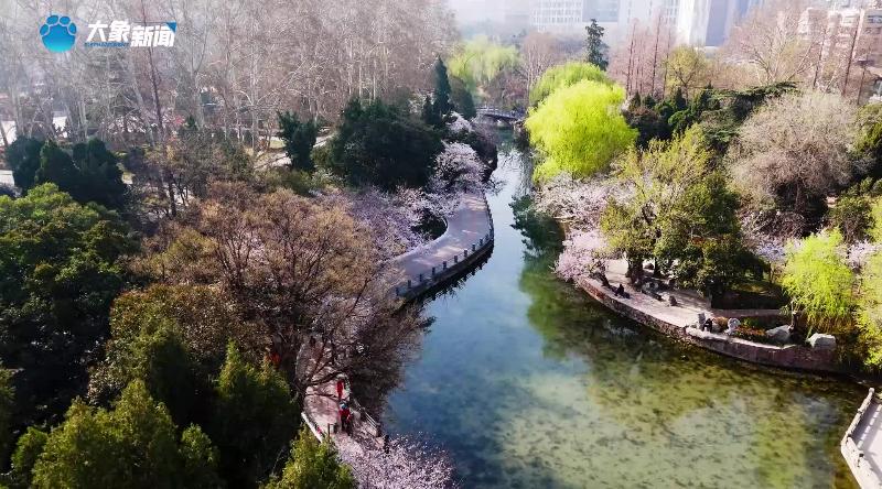 人民公园樱花盛开，属于郑州的浪漫来了
