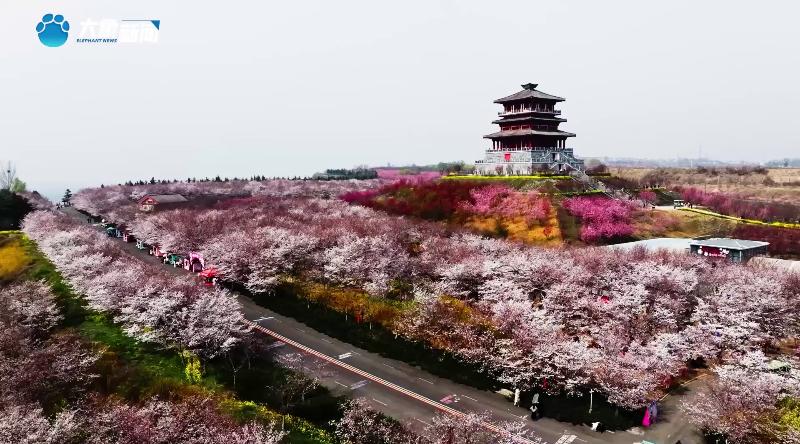 郑州孤柏渡，千亩樱花组成壮观花海