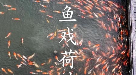 在江南邂逅鱼戏莲叶间奇观