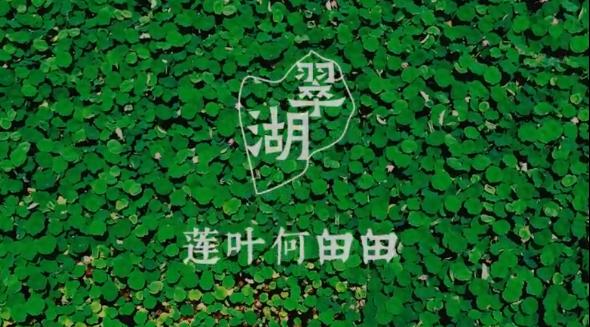 昆明翠湖公园：半池湖水半池荷