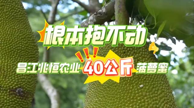 单果超40公斤的菠萝蜜长啥样？