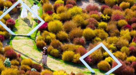 宁波植物园地肤草进入最佳观赏期