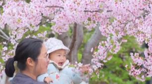 宁波植物园樱花迎来花期超出片